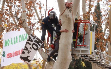 La Comunidad de Madrid rechaza la mediación del Banco del Clima ante las talas de árboles por la ampliación de la línea 11 de metro
