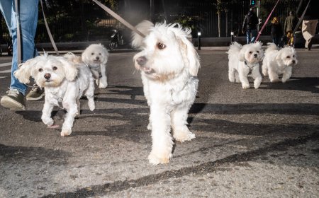 Los perros de Madrid, en datos: dime en qué barrio vives y te diré qué raza es más probable que encuentres