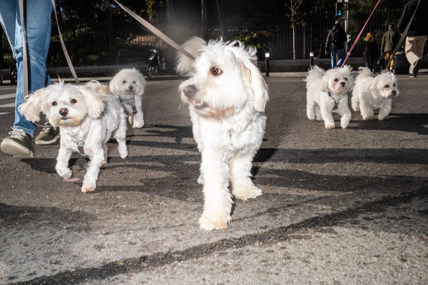 Los perros de Madrid, en datos: dime en qué barrio vives y te diré qué raza es más probable que encuentres