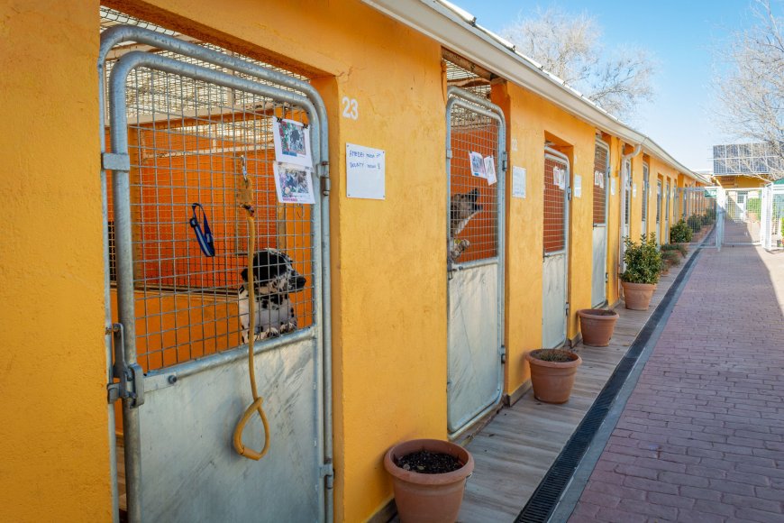 Más de 9.000 animales abandonados y 6.000 adoptados en el último año en Madrid: “Estamos colapsados”