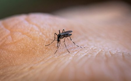 Madrid y Canarias pierden dos millones de euros y una investigación contra el virus zika por un error burocrático