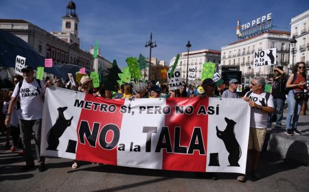 Almeida cesa a su Jefa de Patrimonio Mundial en plena oleada de talas de árboles por la línea 11 de Metro
