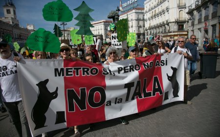 Almeida cesa a su jefa de Patrimonio Mundial en plena oleada de talas de árboles por la línea 11 del metro