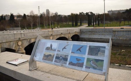 La ‘mascletà de Almeida: así se explica el efecto sobre un entorno renaturalizado con 121 especies de aves sin evaluación de impacto ambiental