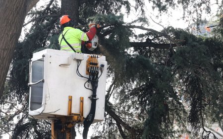 La Fiscalía de Madrid investiga por un posible delito de daños la tala de cedros en el Paisaje de la Luz