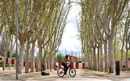 Así funciona el programa de Madrid ‘Adopta un árbol’: adoptas y una semana después puede estar talado