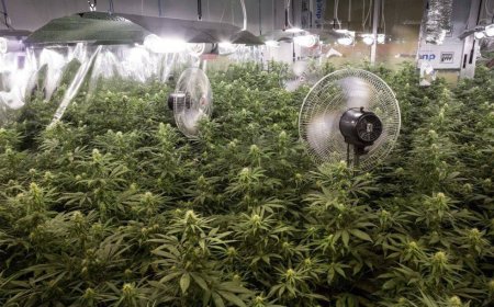 Una oficina abandonada, un chalet o un taller, cualquier sitio es bueno para una selva de marihuana