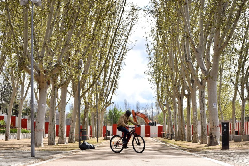Así funciona el programa de Madrid ‘Adopta un árbol’: adoptas y una semana después puede estar talado