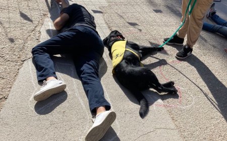 ‘Wisper’, el perro guía atropellado en el Retiro: “Podría haber sido un niño”