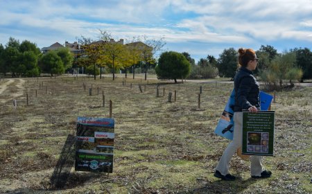 El PP promueve un secarral en Pozuelo de Alarcón  como una medida contra la tala de árboles
