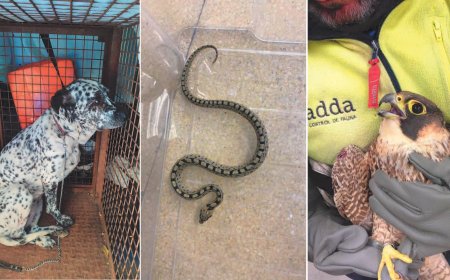 Detengan el metro de Madrid, hay una paloma en la vía: así se ‘cazan’ a los animales que aparecen en sus instalaciones