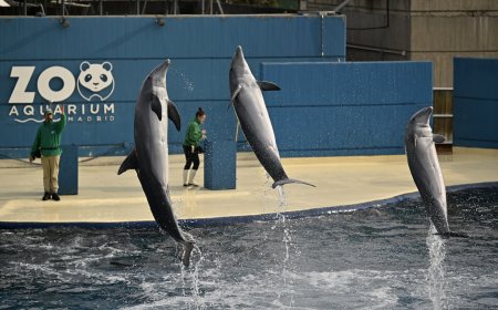 El zoo de Madrid se despide de sus delfines y los animalistas que cuestionaban su bienestar lo celebran
