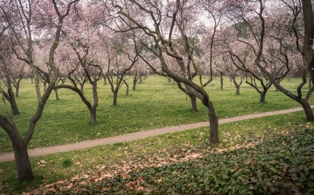 Los almendros ya florecen en la Quinta de los Molinos: cuándo ir y cómo llegar a este parque de Madrid