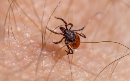 Madrid advierte del riesgo de las picaduras de garrapatas con las altas temperaturas
