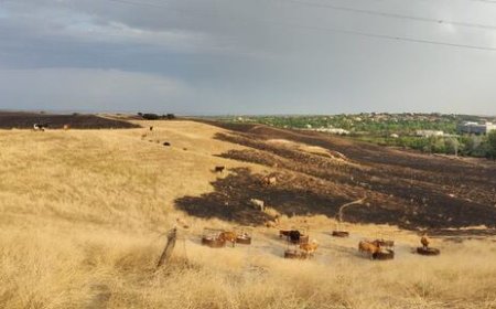 Las vacas y el árbol milagro de los incendios de Tres Cantos: la historia tras la foto viral