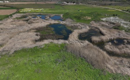La biodiversidad vuelve a abrirse paso en la laguna de Soto-Gutiérrez, la pequeña Doñana madrileña