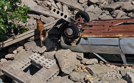 El “juego” de los perros rescatistas entrenados para encontrar a desaparecidos como los del derrumbe del edificio de las Hileras