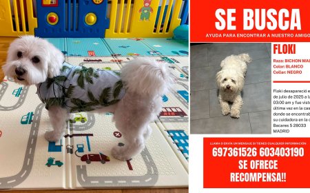 Las guarderías ilegales de perros aumentan cada año en Madrid: pisos sin licencia, animales desaparecidos y un mercado negro