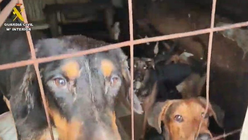 La Guardia Civil rescata 52 perros hacinados en condiciones de insalubridad y seis canes muertos en Arganda del Rey