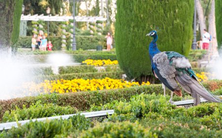 Madrid aplica medidas contra la gripe aviar tras descubrir un pavo real infectado en El Retiro