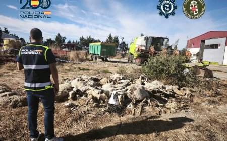 Detenido por abandonar hasta la muerte a 50 ovejas en una nave de Parla llena de heces