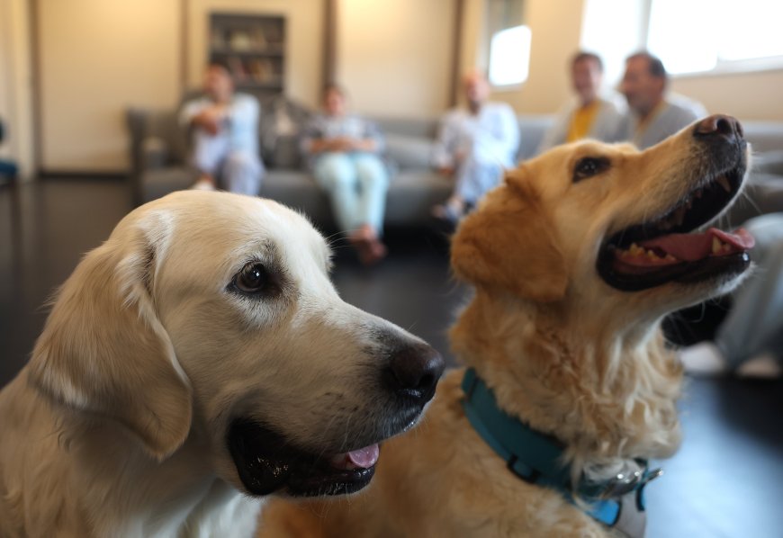 De cuidados a cuidadores: el Hospital de Torrejón “cambia los roles” en el área de psiquiatría gracias a la terapia asistida con animales