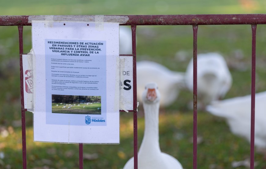 Madrid sacrifica casi medio millón de gallinas por un brote de gripe aviar en Valdemoro
