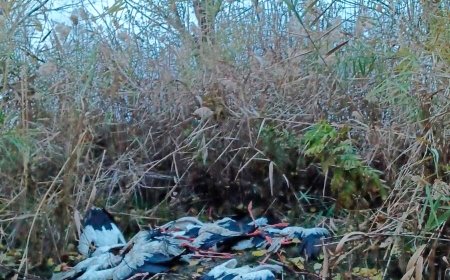 La Comunidad de Madrid confirma la muerte de 450 cigüeñas en tres días
