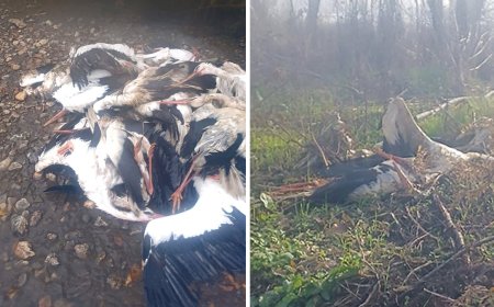 Los análisis de las cigüeñas muertas en Madrid confirman que se trata de un brote de gripe aviar de alta patogenicidad