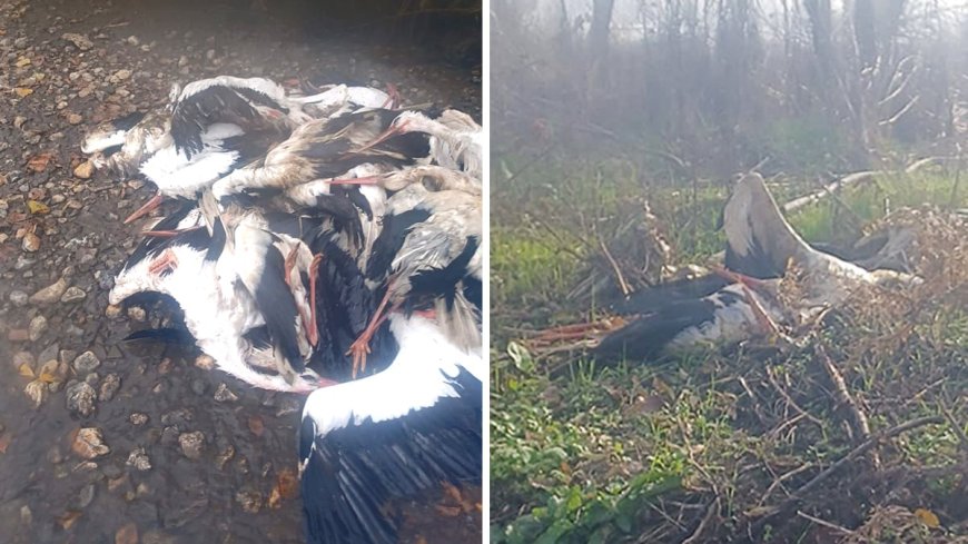 Madrid confirma que la muerte masiva de cigüeñas en el Manzanares se debe a un potente brote de gripe aviar