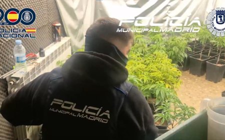 Desmantelados cuatro narcopisos del mismo clan familiar en Madrid: siete detenidos en dos operaciones