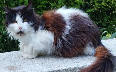 ‘Princesa’ vuelve al Retiro tras su desaparición: a la gata más popular del parque se la llevó una pareja británica