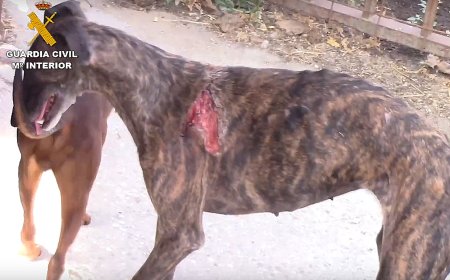 El ‘vampiro de Humanes’, que vendía sangre a clínicas, se matricula en Veterinaria y se salta la prohibición  de mantenerse lejos de animales