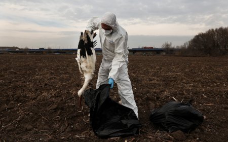 Así murieron 1.041 aves por gripe aviar a orillas del Manzanares: “Necesitamos que recojan cadáveres”