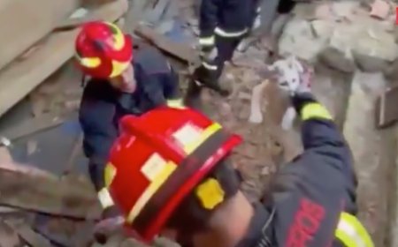 Los bomberos salvan a un corzo atrapado en un chalé y a un gato en una tinaja en Madrid