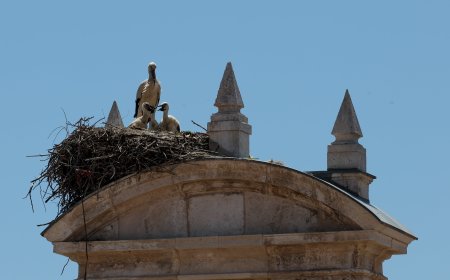 Las cigüeñas de Alcalá de Henares están en peligro: se quedan sin población, sin nidos y, ahora, también sin comida