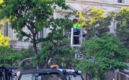 Cibeles pierde ahora seis árboles: el Ayuntamiento de Madrid los retira para instalar el escenario de la misa del Papa