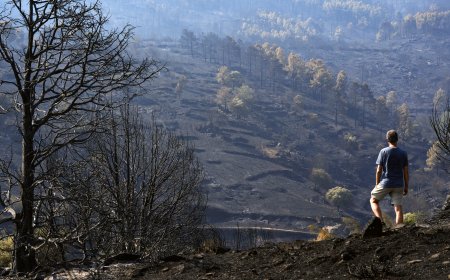 Última hora de los incendios forestales, en directo | Marlaska anuncia que en las últimas 24 horas “no ha habido ningún avance del fuego” en el incendio de Ávila y Madrid
