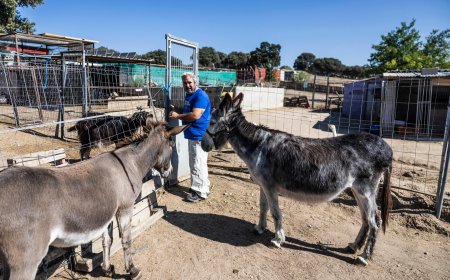 Un hogar después de las llamas: el santuario que rescata a los animales afectados por los incendios