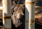 El zoo de Madrid celebra el nacimiento de dos especies en peligro de extinción y los animalistas critican que no los liberen