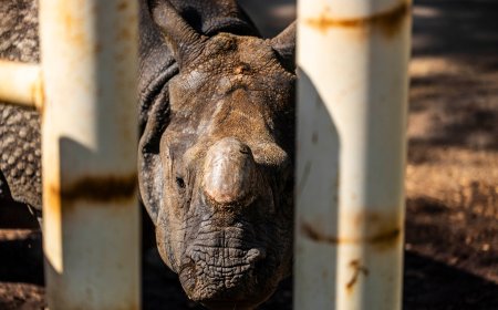 El zoo de Madrid celebra el nacimiento de dos especies en peligro de extinción y los animalistas critican que no los liberen