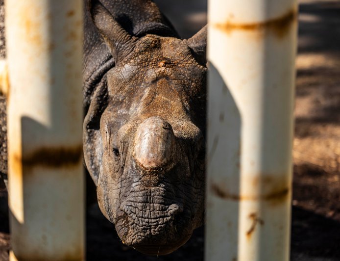 El zoo de Madrid celebra el nacimiento de dos especies en peligro de extinción y los animalistas critican que no los liberen