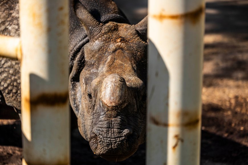 El zoo de Madrid celebra el nacimiento de dos especies en peligro de extinción y los animalistas critican que no los liberen