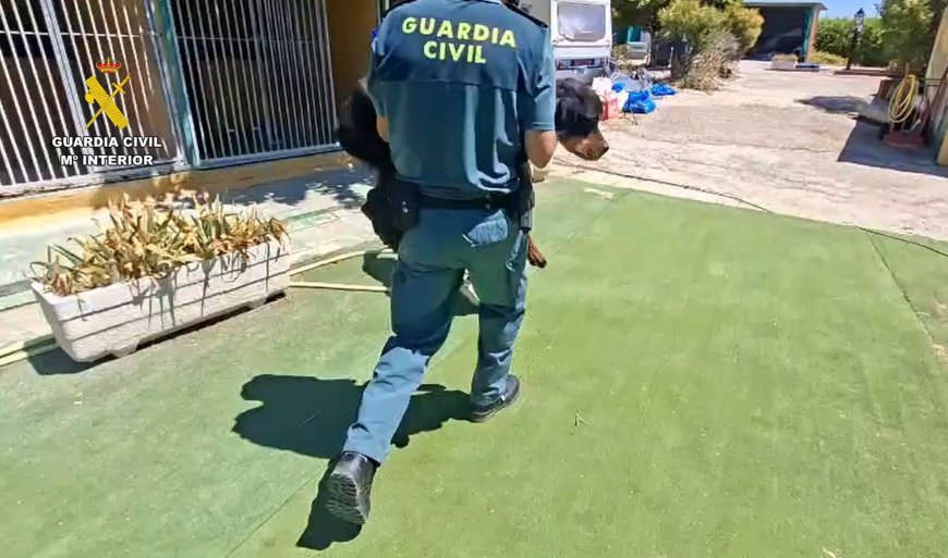 Recuperados 46 perros vivos y uno muerto de una escuela y residencia canina en Navalcarnero donde se los maltrataba