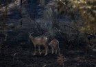 Madrid presenta el Plan de Restauración Forestal de la Sierra Oeste: a 10 años y con 25 millones para los dos primeros
