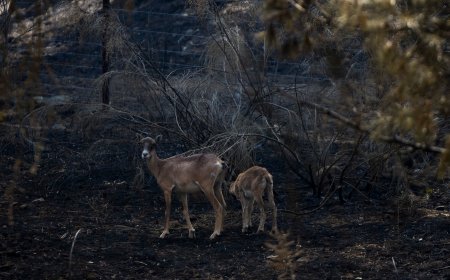 Madrid presenta el Plan de Restauración Forestal de la Sierra Oeste: 25 millones de euros en dos años