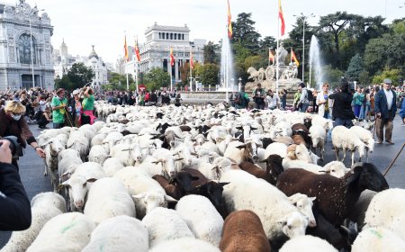 5 planes gratis en Madrid del 23 al 30 de octubre: un rebaño transhumante y deporte con los vecinos de La Latina