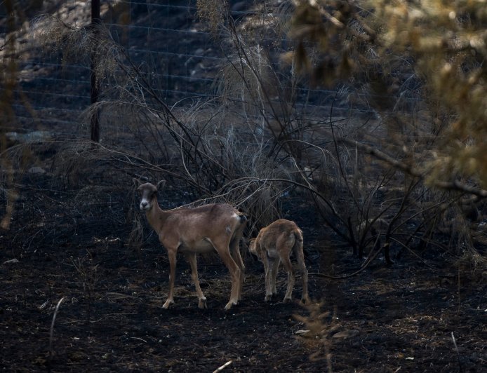 Madrid presenta el Plan de Restauración Forestal de la Sierra Oeste: 25 millones de euros en los próximos dos años