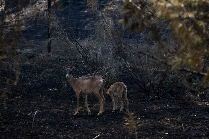 Madrid presenta el Plan de Restauración Forestal de la Sierra Oeste: 25 millones de euros en dos años